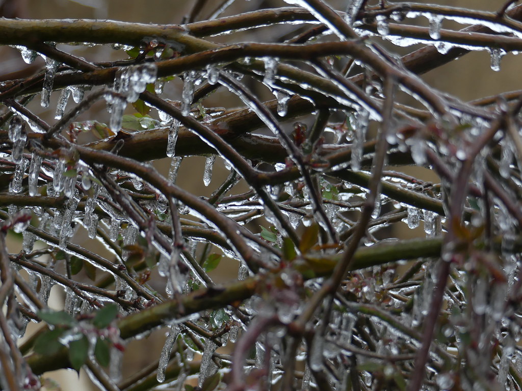 P1140770 Rose bush with ice Freezing winter of 2021 Flickr