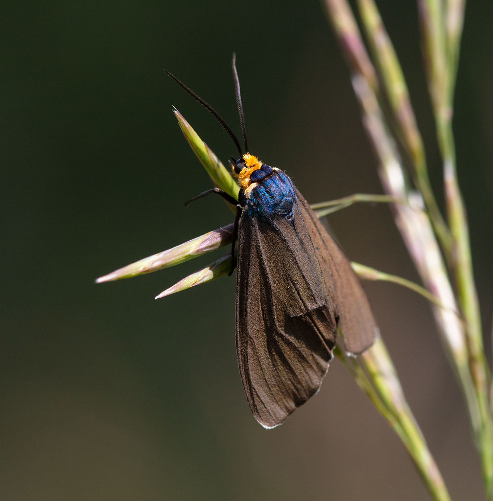 Virginia Ctenucha (Ctenucha virginica) There are a lot of … Flickr