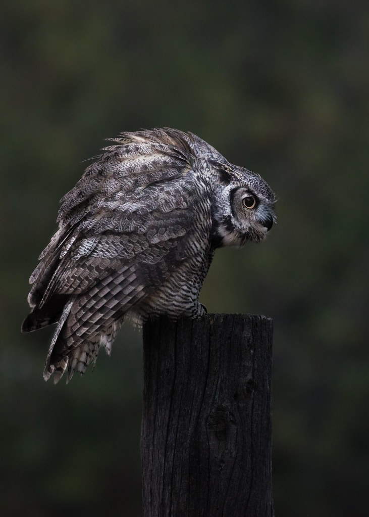 Great Horned OWL WYGUARDIAN OF THE SOUL_RMG4500 Flickr