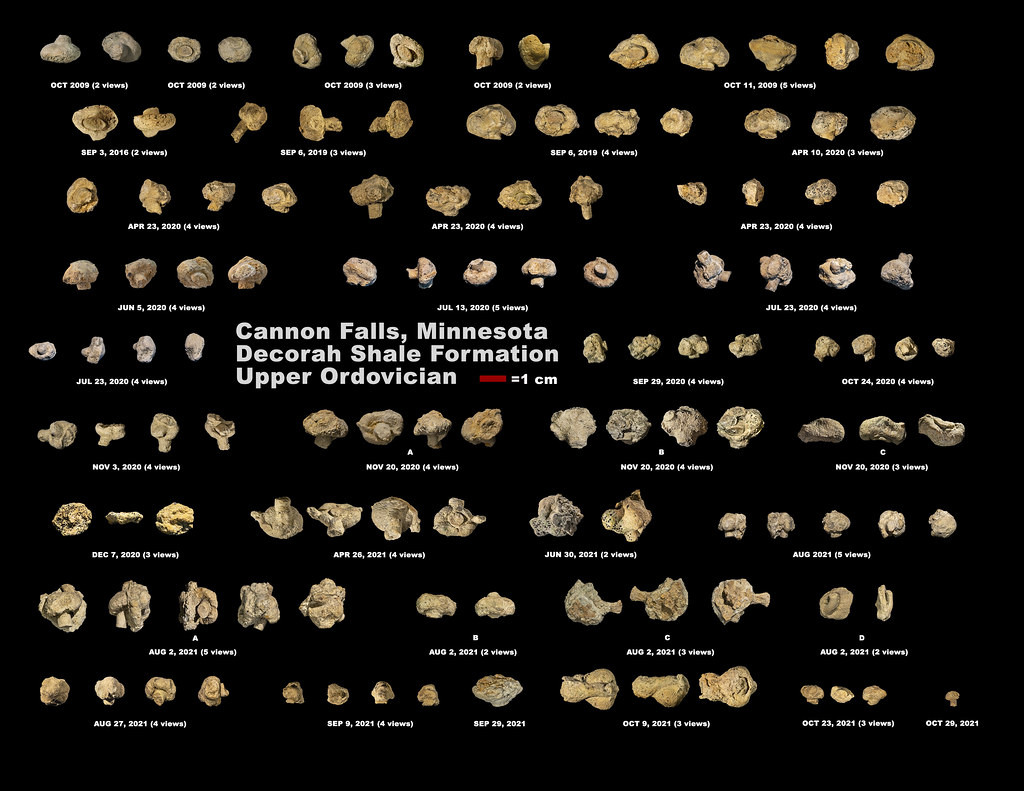 Cannon Falls Fossil Enigmas POSTER BLK BG Mark Ryan Flickr