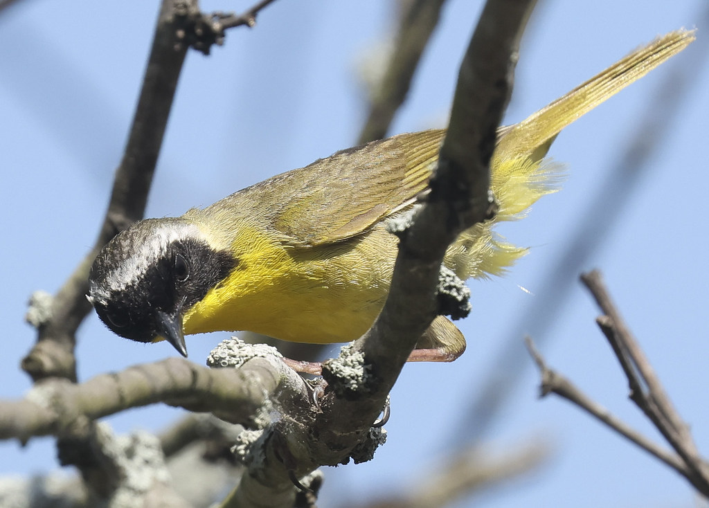 Canon R7 Canon R7 Matt Eggers Flickr