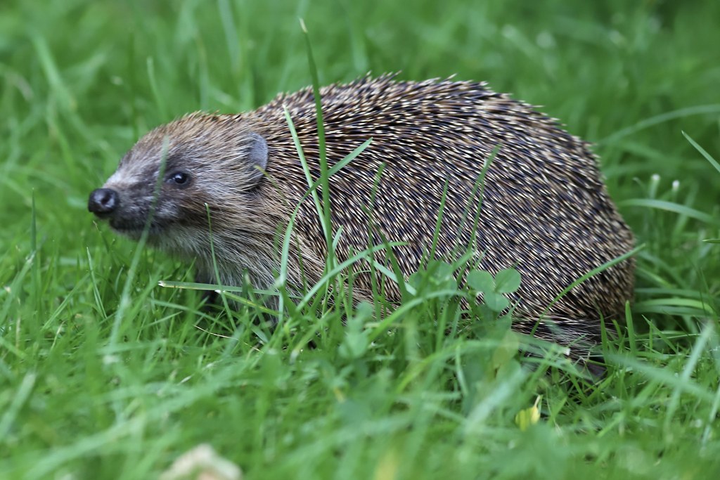 Mount Pleasant hog 2 Sean Earnshaw Flickr