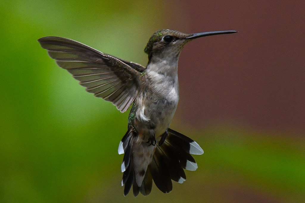 2023 Dc Events Calendar 2023 DC Nature Calendar Flickr