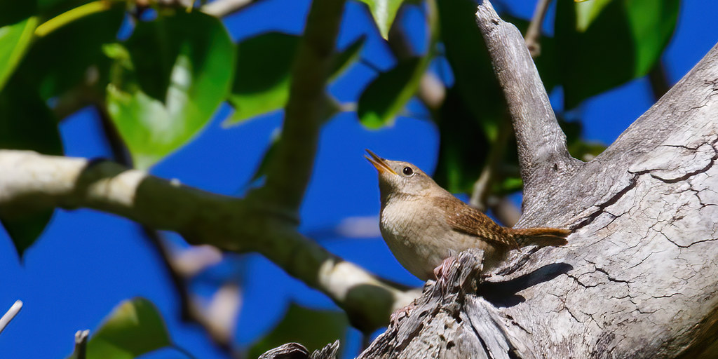 House Wren singing a songbird song House Wren enjoying the… Flickr
