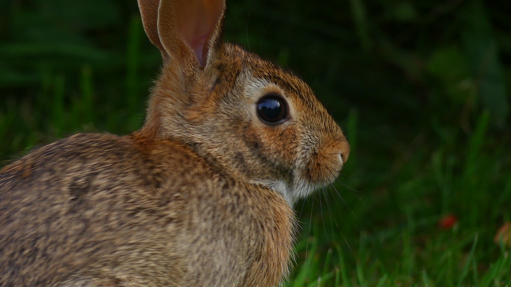 🎵The Bunny, The Bunny, Ohh, I Love The Bunny🎵 Jason Avila Flickr