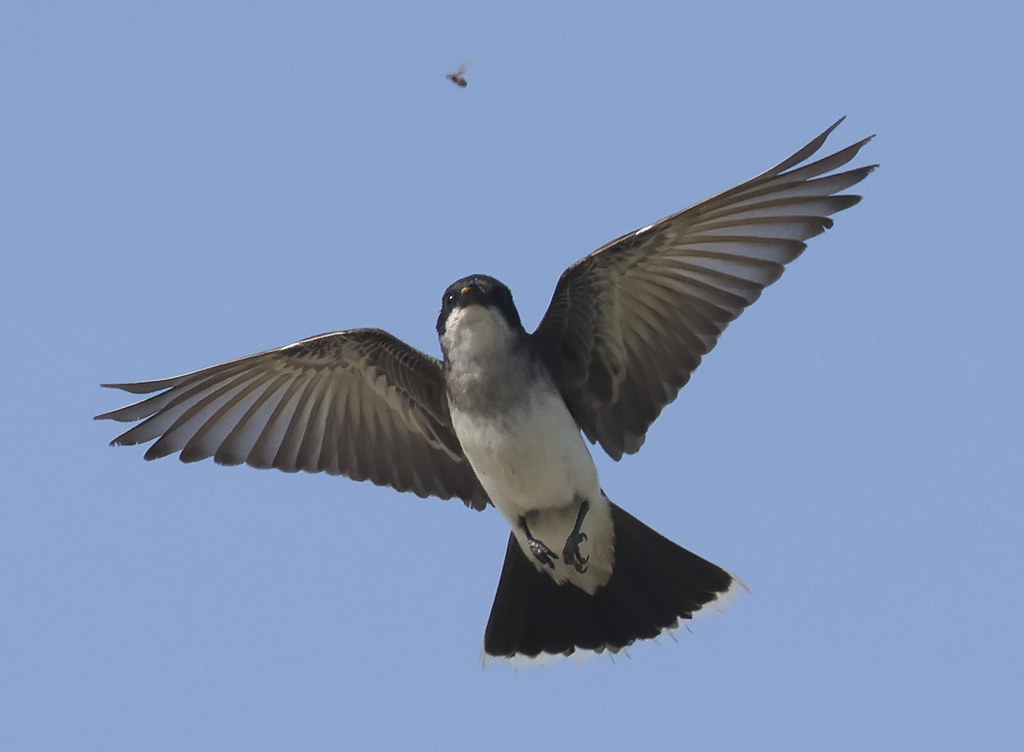 Canon R7 Canon R7 Matt Eggers Flickr