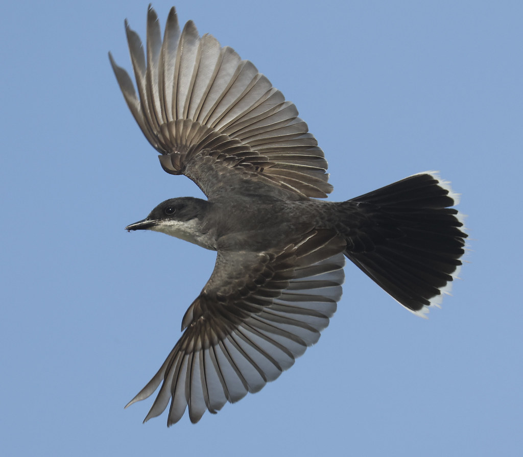 Canon R7 Canon R7 Matt Eggers Flickr