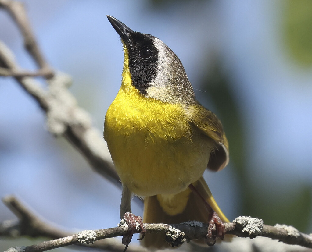 Canon R7 Canon R7 Matt Eggers Flickr