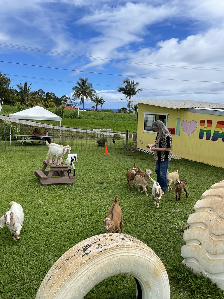 Feeding baby goats Honomu Goat Dairy. David marianme Flickr