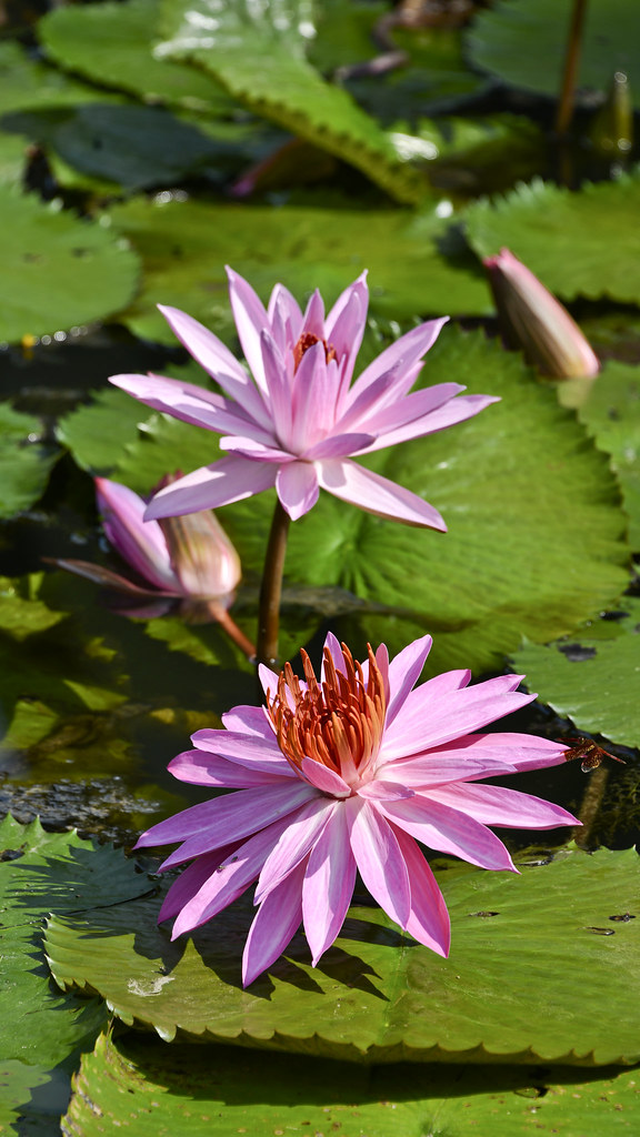 Lotus Flower Singapore Botanic Gardens Alex Ang Flickr