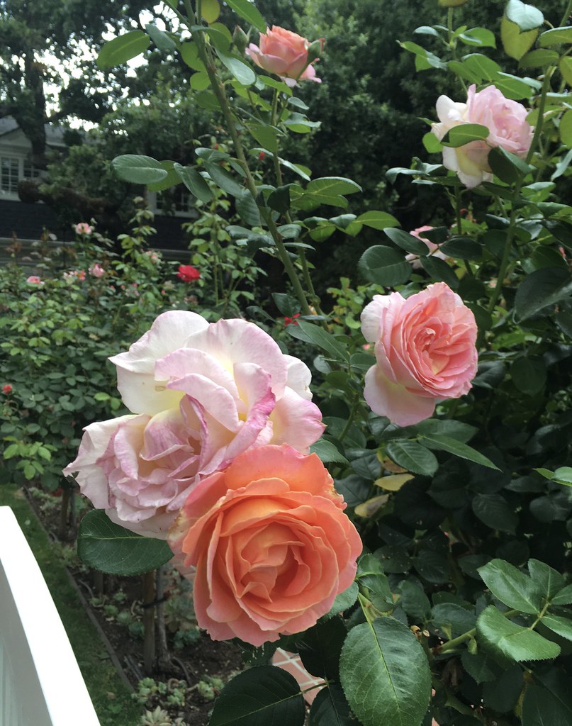 Menlo Park Flowers Flowers Flickr