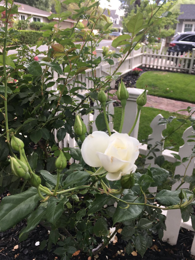 Menlo Park Flowers Flowers Flickr