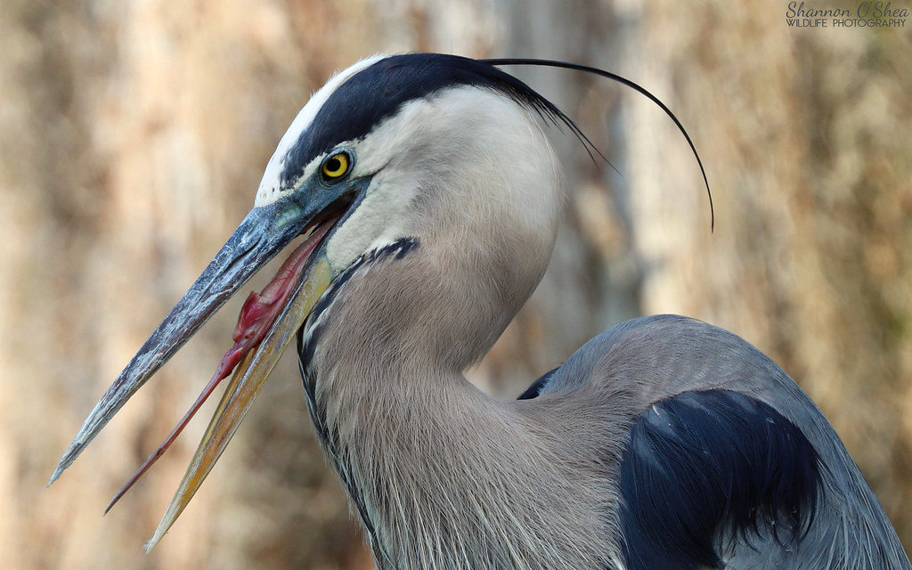 Great Blue Heron Circle B Bar Reserve, Lakeland, Florida Shannon O