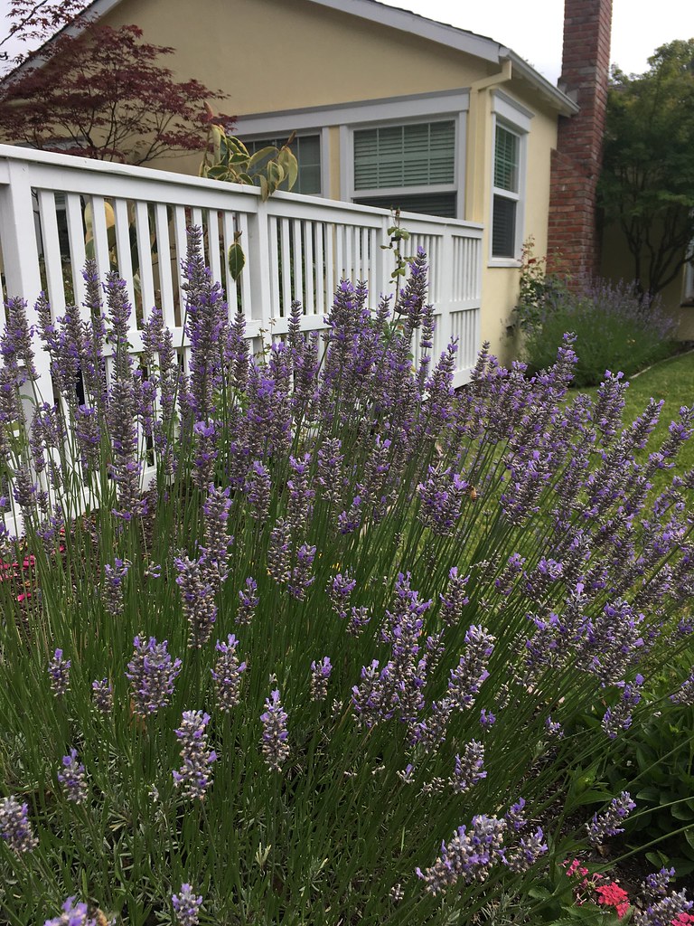 Menlo Park Flowers Flowers Flickr