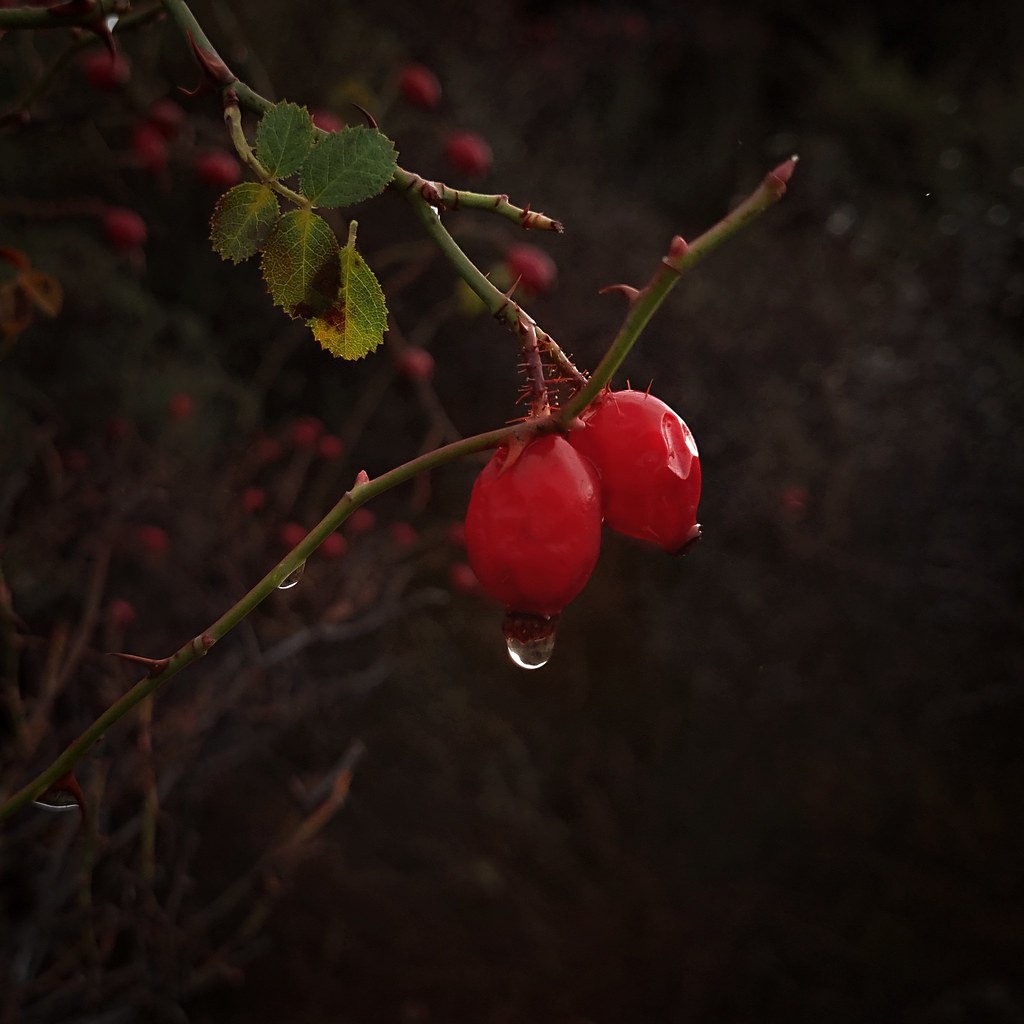 Love is like the rosebriar (Explored 28/12/2022) Love is … Flickr