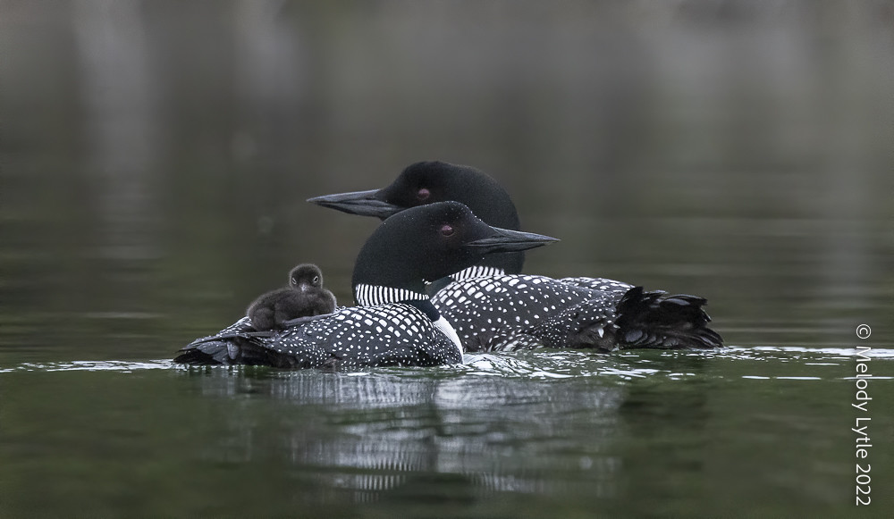 Common Loons Loon parents and hatchlings. Gavia immer, Jun… Flickr