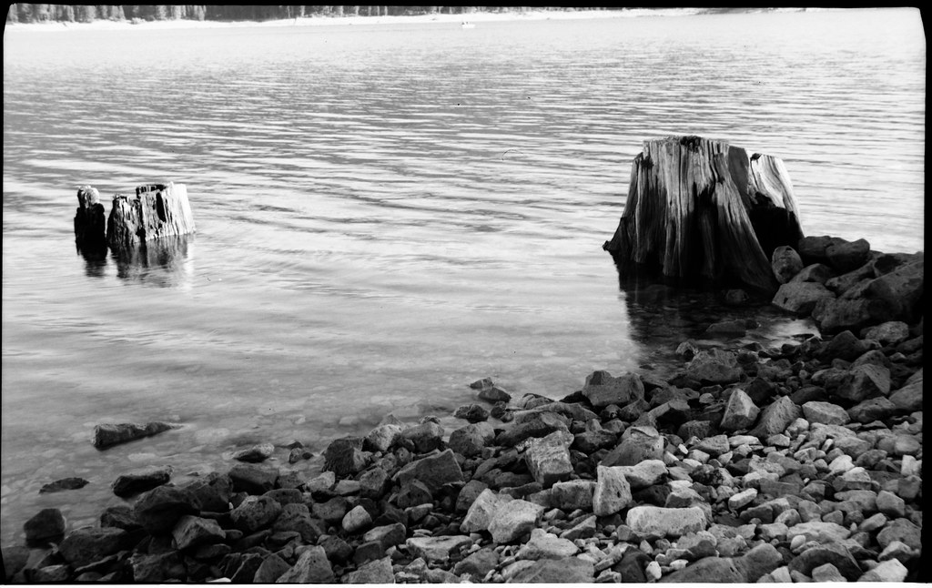 Companions | Ilford FP4 Developed in HC-110 dilution B Shot … | Flickr