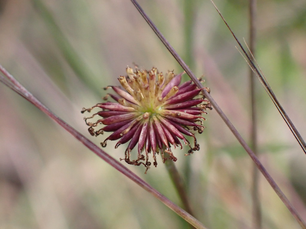 Spent but still Beautiful Spent flower of Lagenophora sp. … Flickr