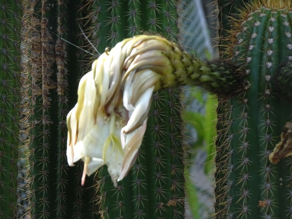 Drooping Cactus Flower Michael Coghlan Flickr