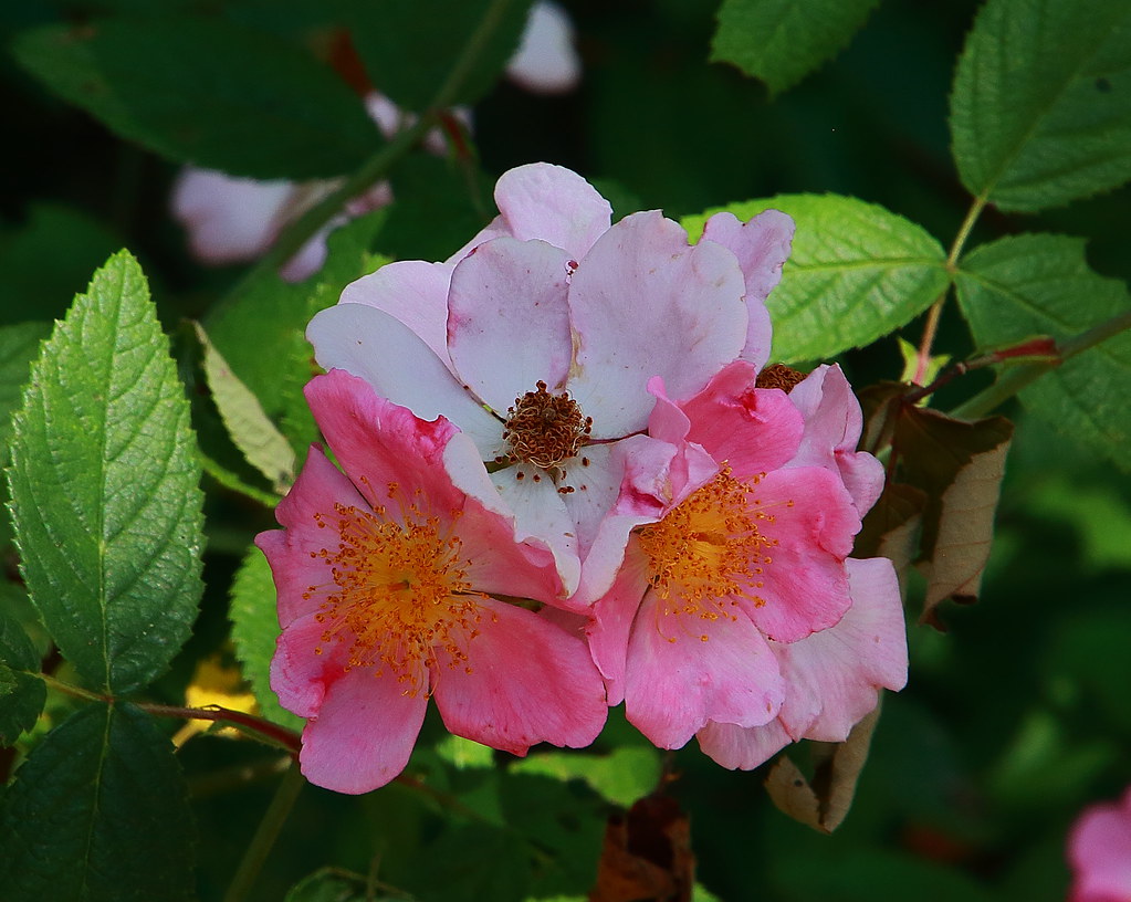 Wild Roses Along Erbie Road Newton County, Arkansas Flickr