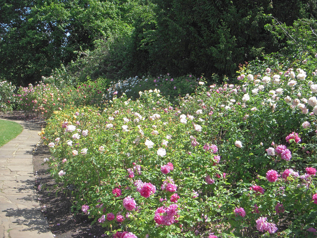 1599 Rose garden Anthony Bourne Flickr