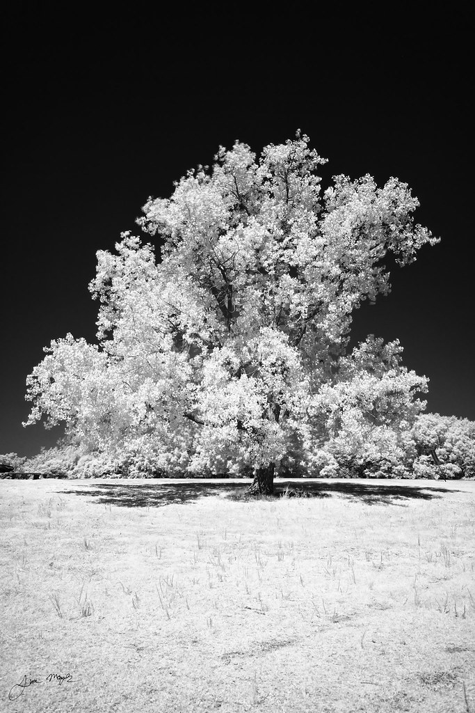 Cottonwood Tree in IRSigned Jim Mayer Flickr