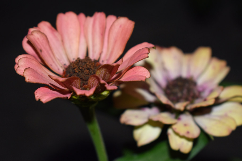 Fading Zinnias At Night. Photo of the day July 06, 2022 … Flickr