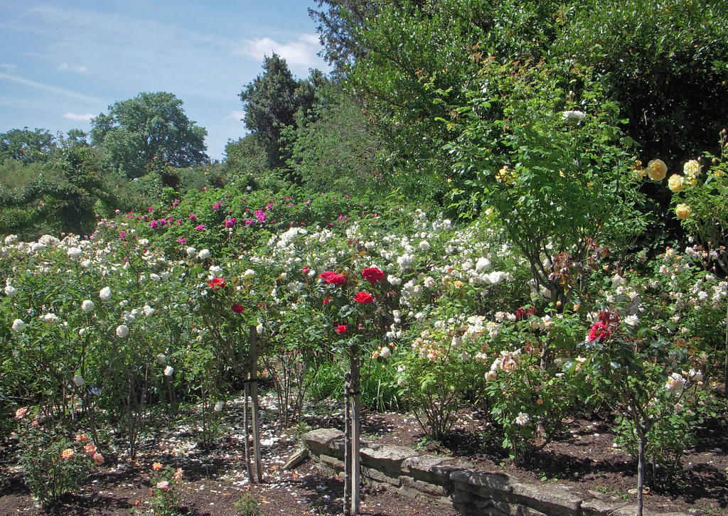 1602 Rose garden Anthony Bourne Flickr