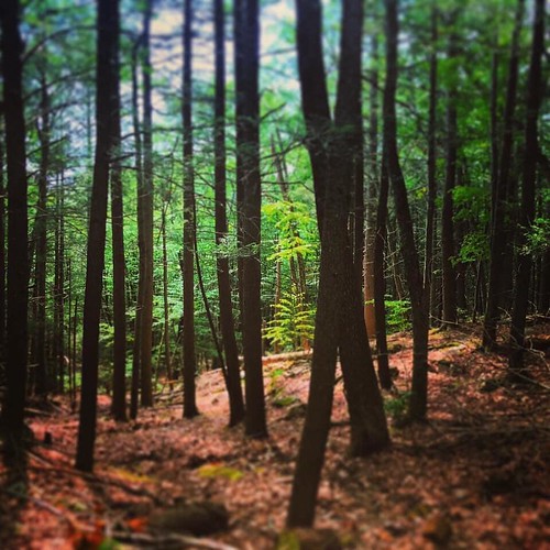 ‘Young Goodman Brown’ in a TwentyFirst Century America