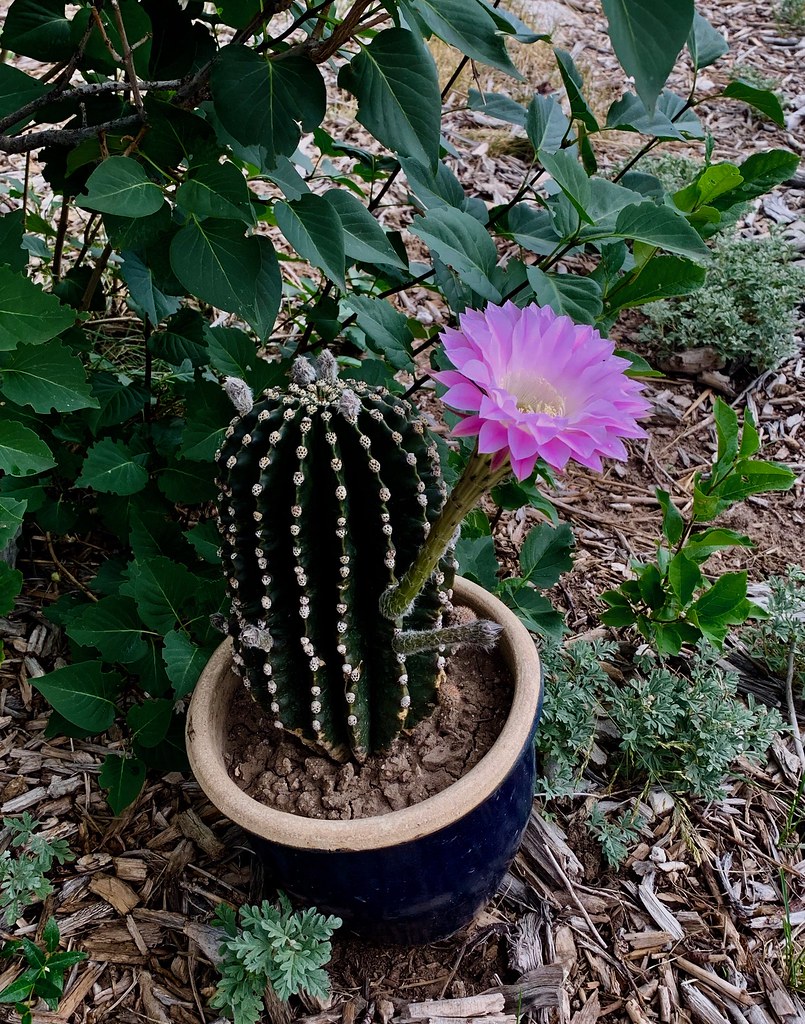 Tricholobivia hyb. Trumpet Flower Cactus in bloom; at leas… Flickr