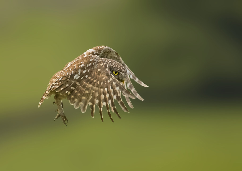 Little owl, Yorkshire Louise Dean Flickr