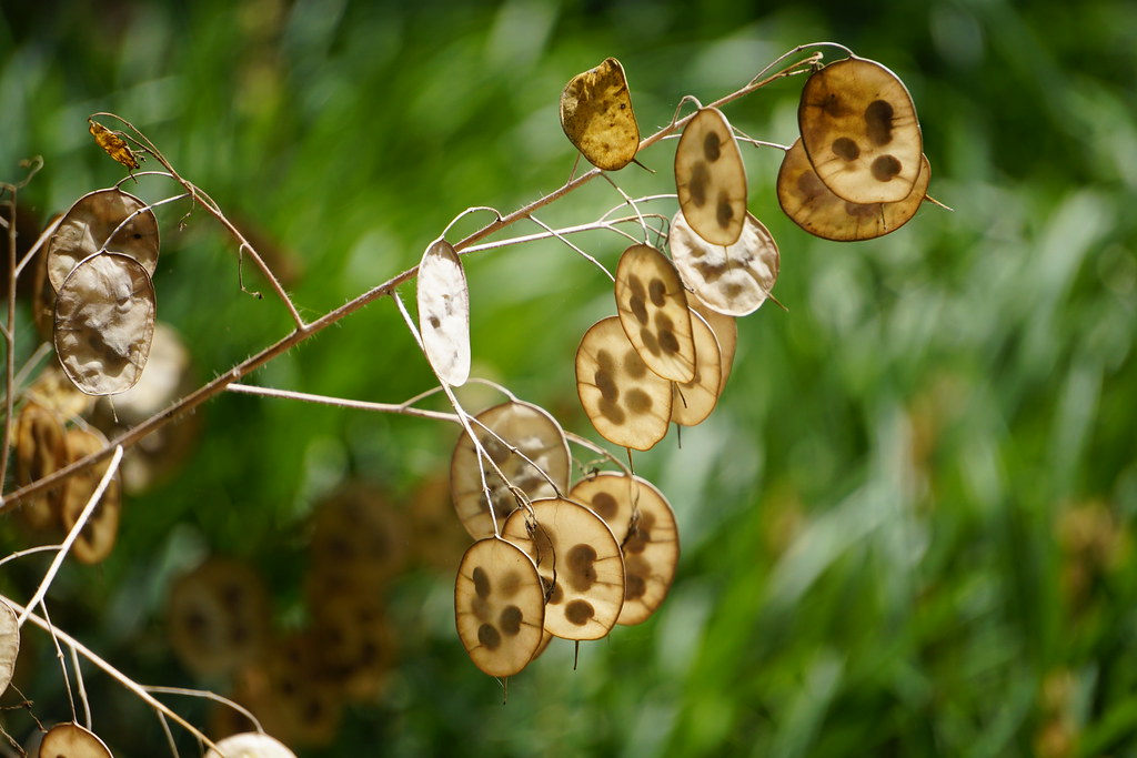 Silver Dollar Plant Seeds (Lunaria annua) Barbara H. Smith… Flickr