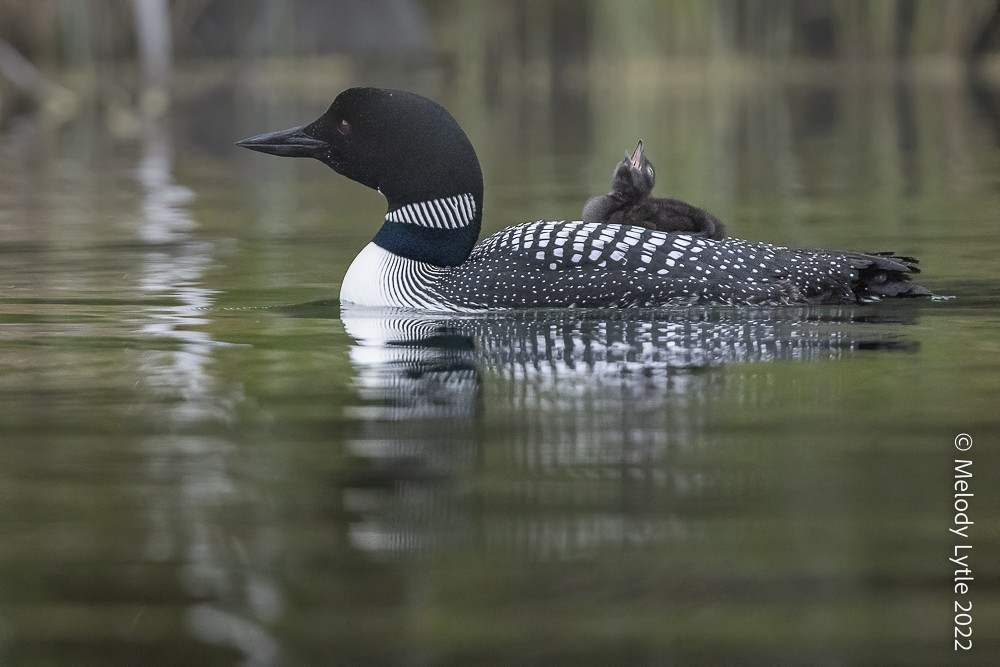 Common Loons Loon parents and hatchlings. Gavia immer, Jun… Flickr
