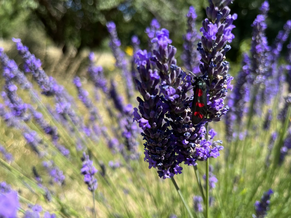 Lavender attracts insects, Hammersmith, London Koji Moriya Flickr