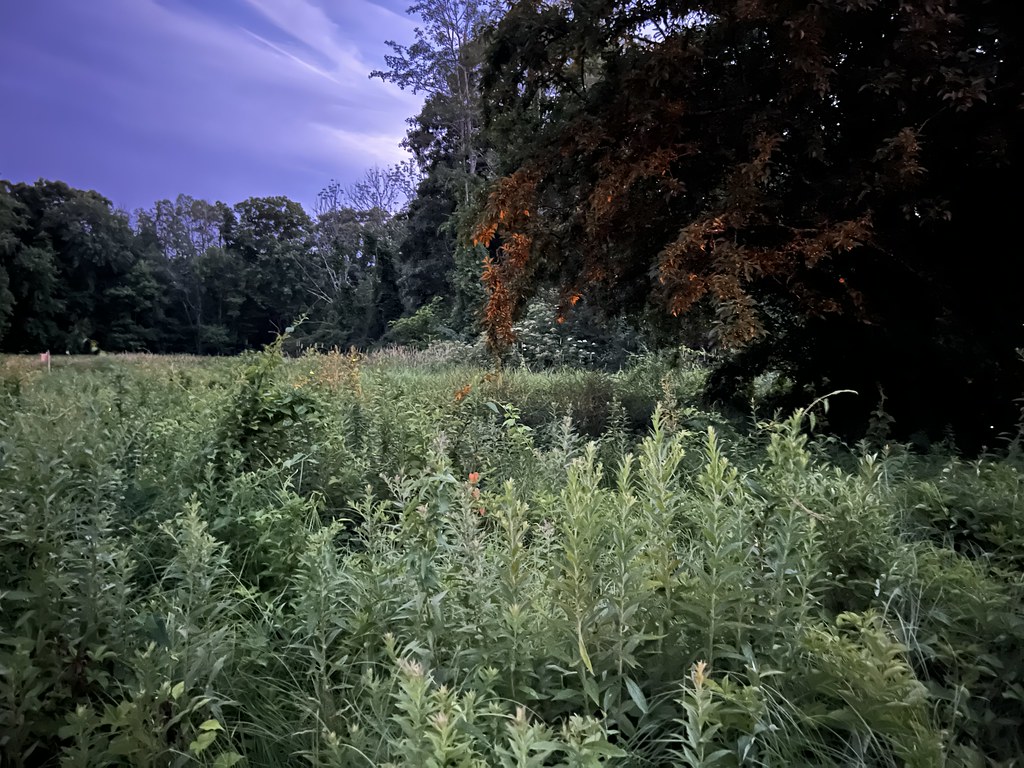 Firefly Night at Powder Mill Ledges 2022 Flickr