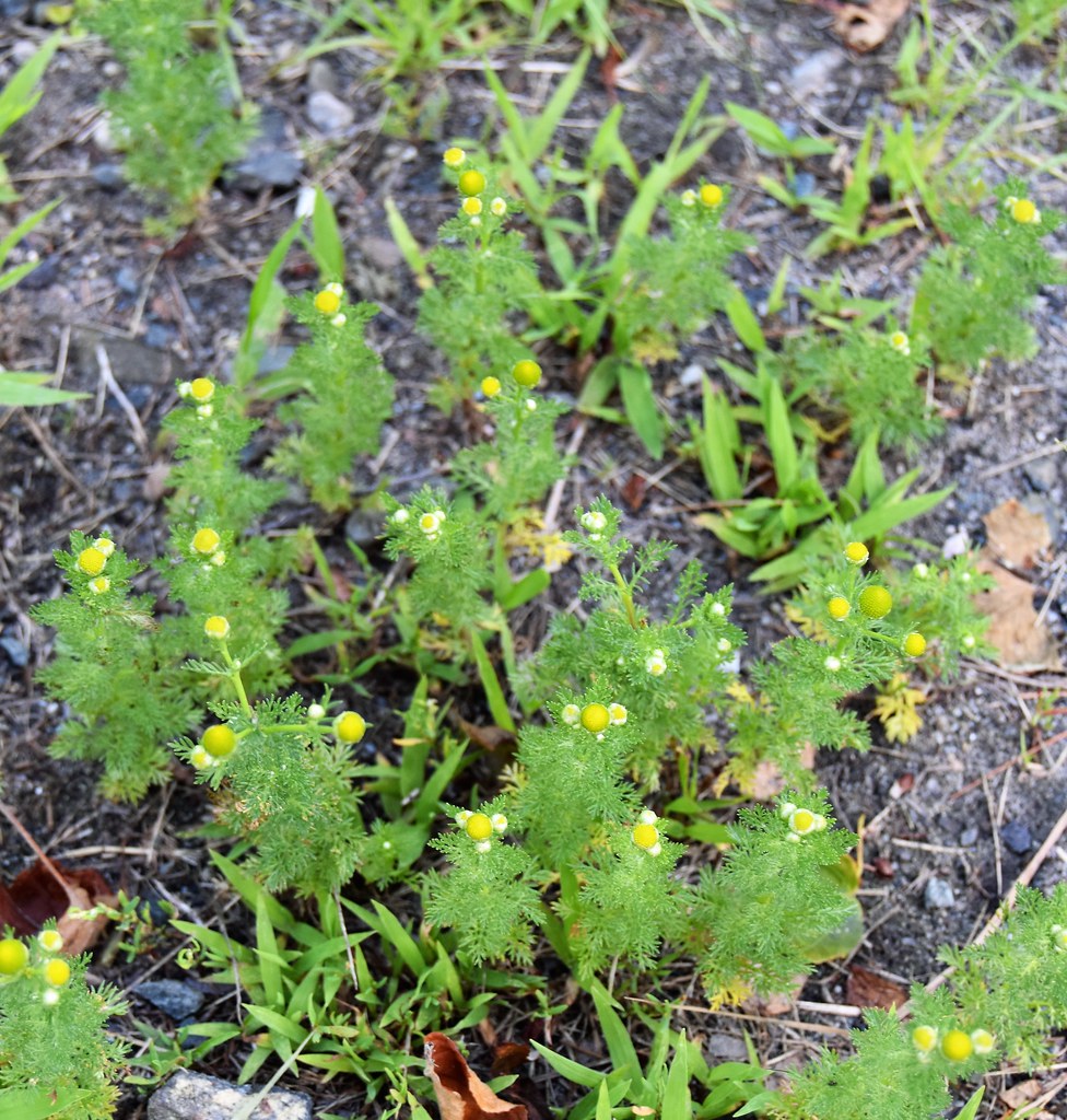 DSC_0671 (2) Pineapple weed ('wild chamomile') mhardy6647 Flickr