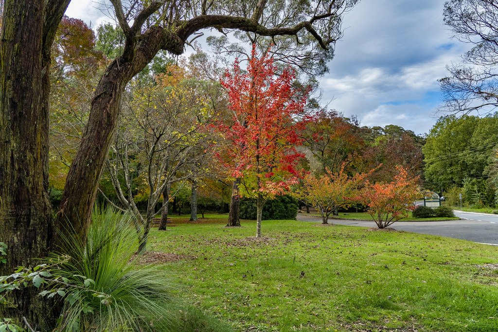 Autumn Colours. Leura. NSW. Loraine Blythe Flickr