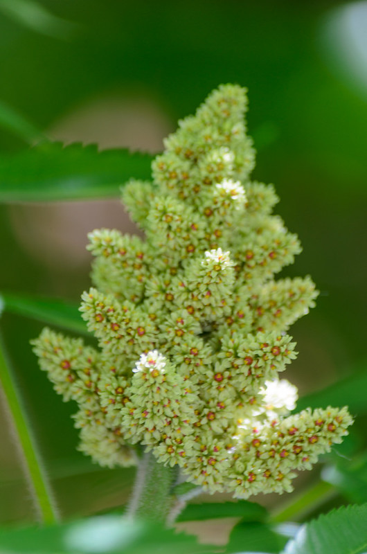Staghorn sumac, still green Wolves Wild