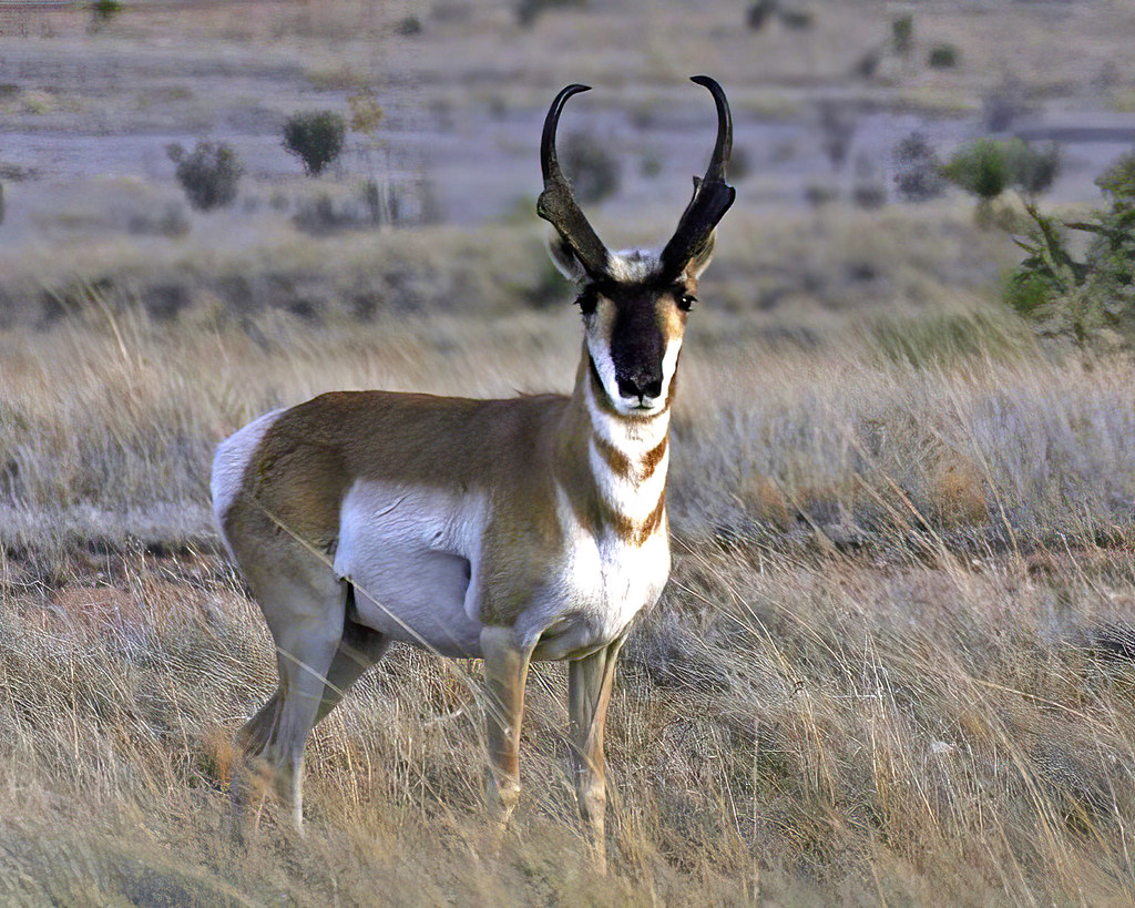 Pronghorn BuckNorthern New Mexico Patrick OBrien Flickr