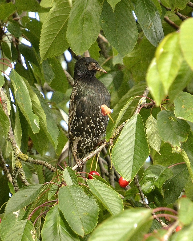 Starling on Cheery Tree Park Crescent Blantyre James Brown Flickr