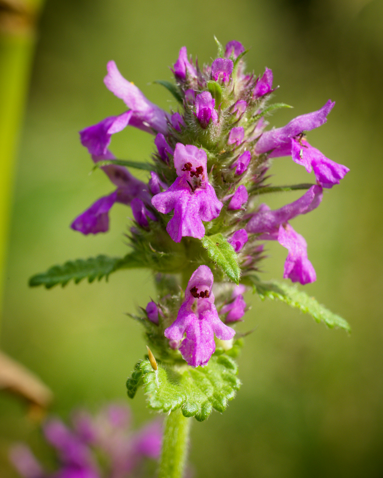 Wood Betony or Lousewort Plant (Pedicularis canadensis) Flickr