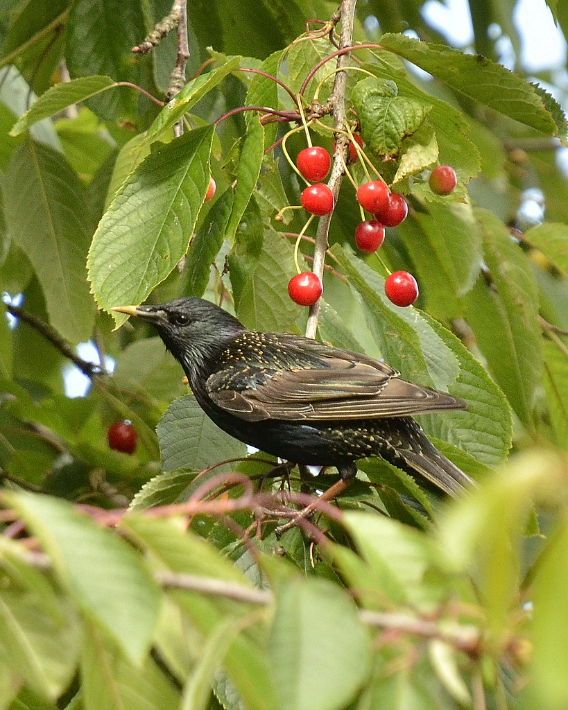 Starling on Cheery Tree Park Crescent Blantyre James Brown Flickr