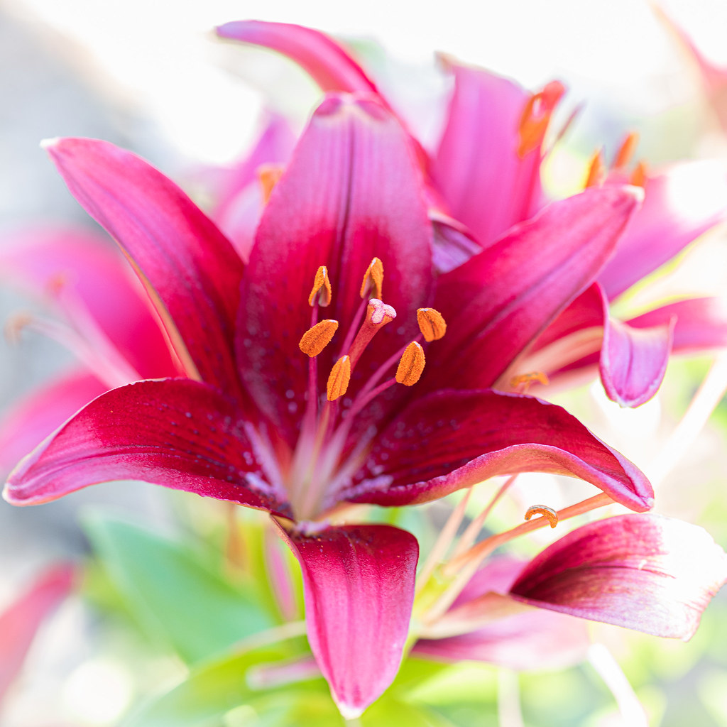 Lily, high key Cedarburg Garden Walk Patricia Grindley Flickr