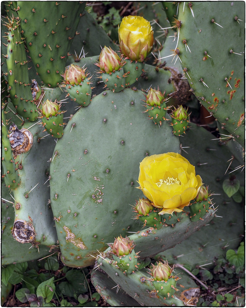 Prickly Pear Cactus Flowers Eugene, Oregon Olympus EM1.3 … Flickr