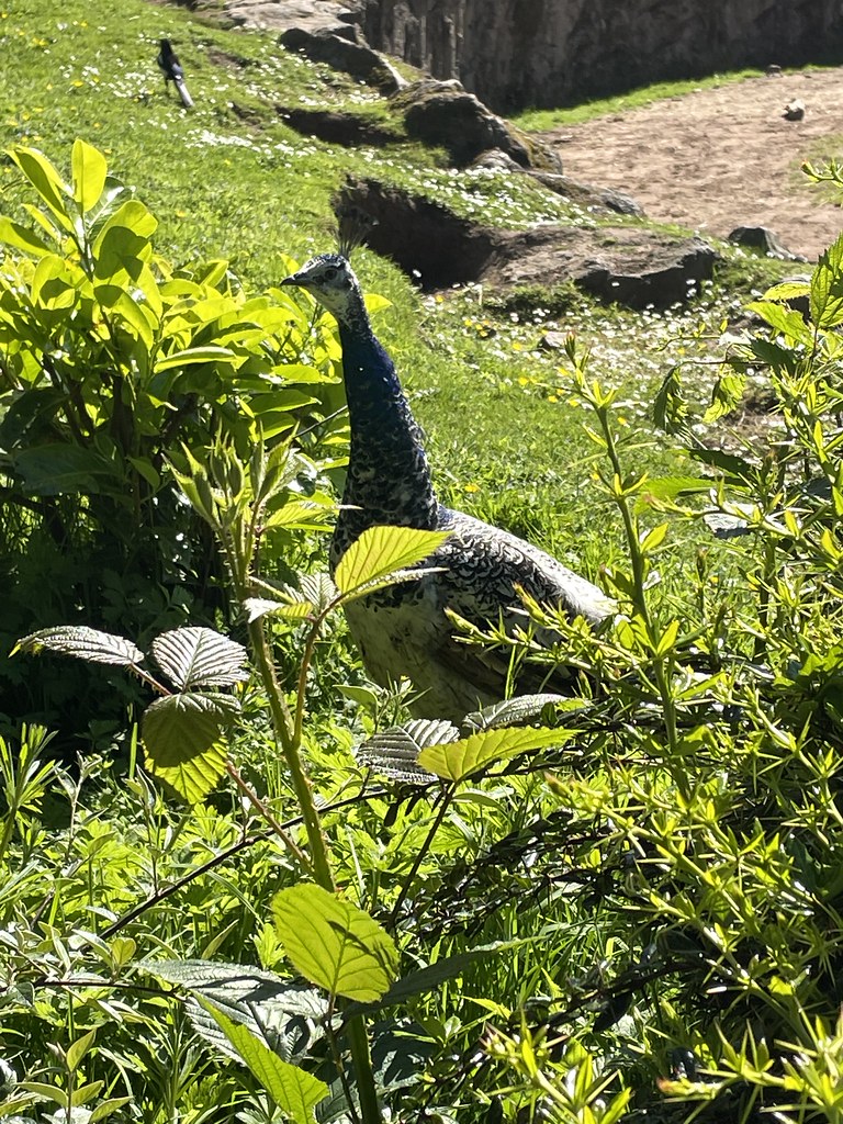 Belfast Zoo Belfast Zoo June 2022 Bumble_steve Flickr