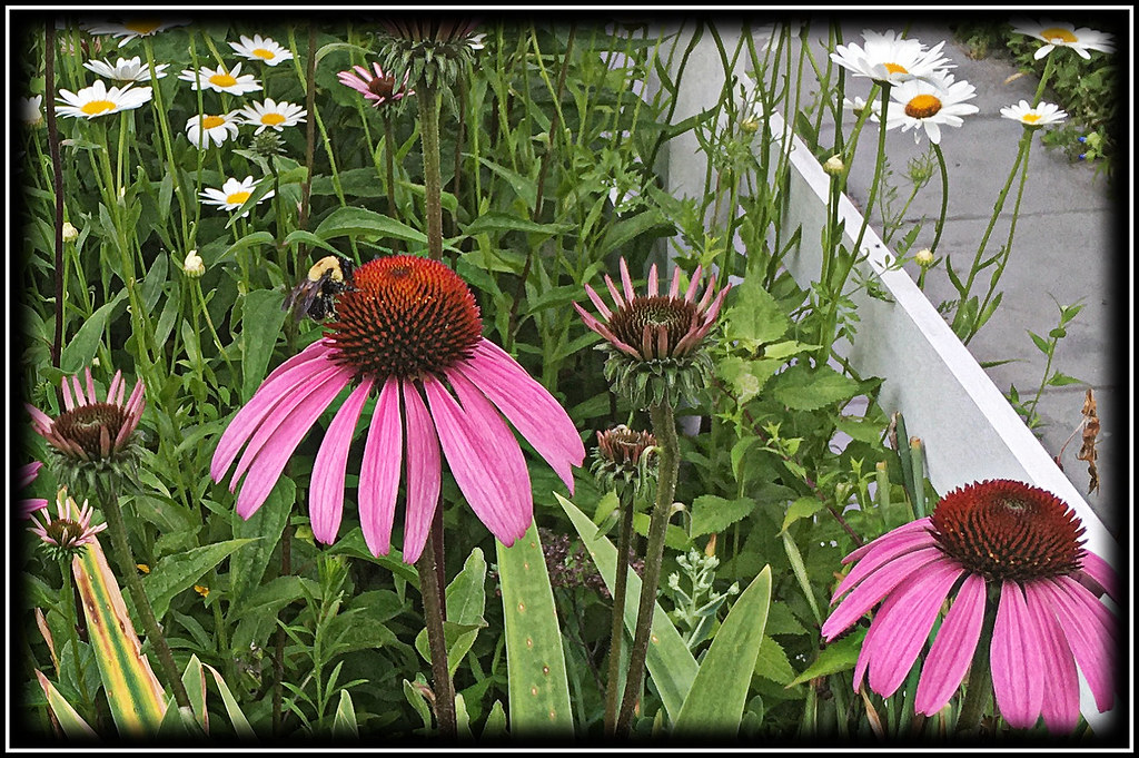 cone flowers and daisies maria Flickr