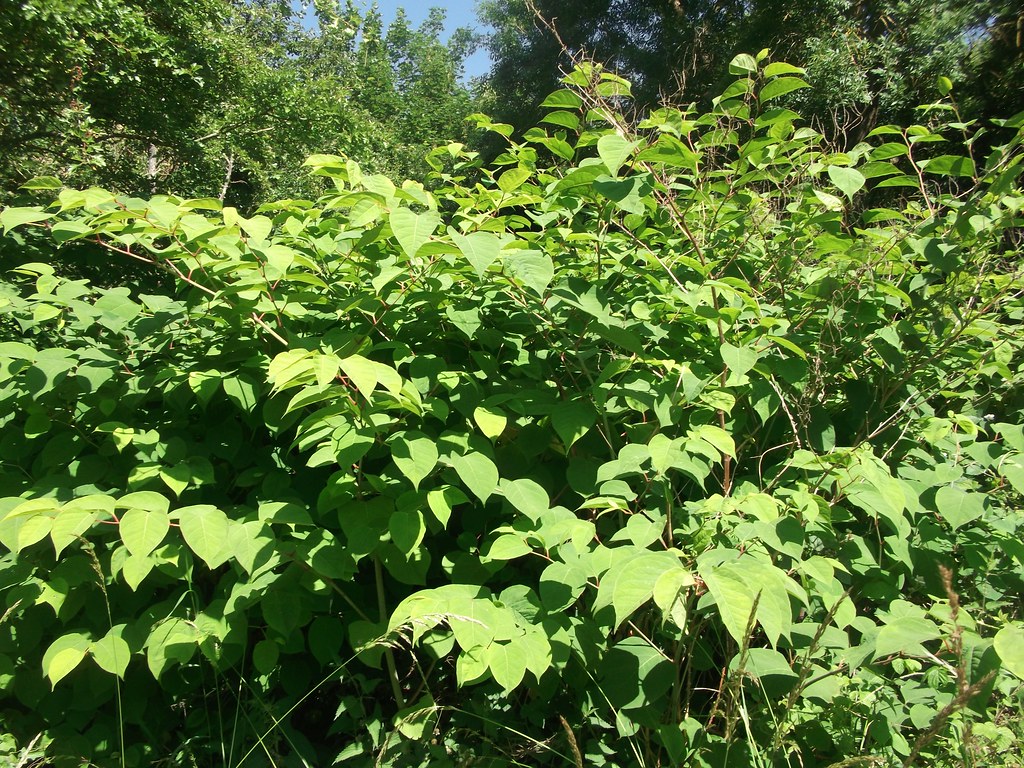 Japanese Knotweed Japanese Knotweed is bad news if you hav… Flickr
