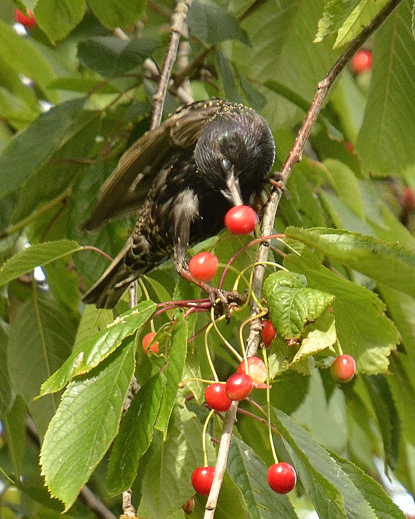 Starling Eating Cherries Park Crescent Blantyre James Brown Flickr