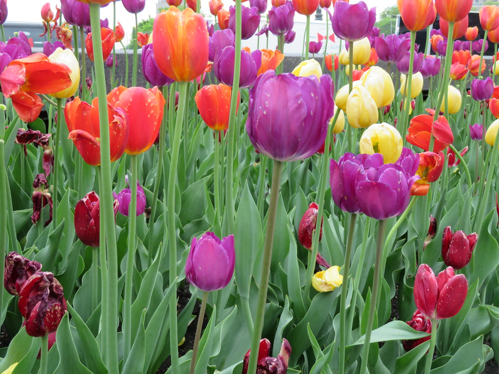 Tulips . Found these in a park in Quebec city. Margo Ayotte Flickr
