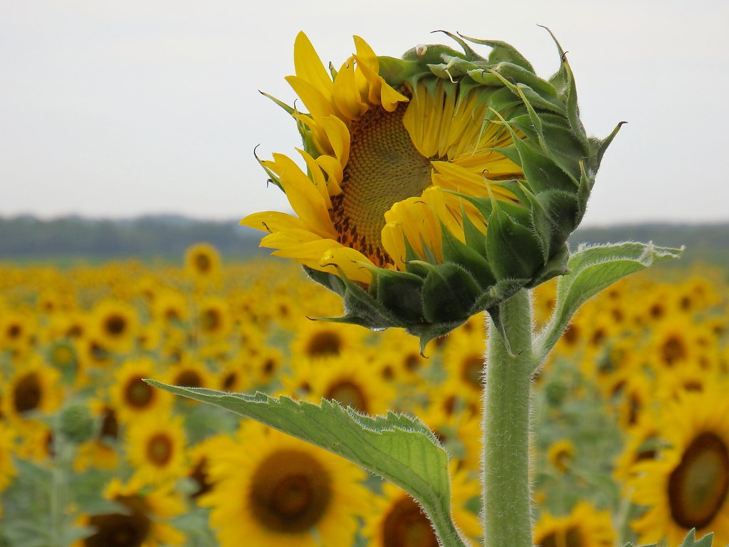 Missouri Sunflowers (3) Explored OLYMPUS DIGITAL CAMERA … Flickr